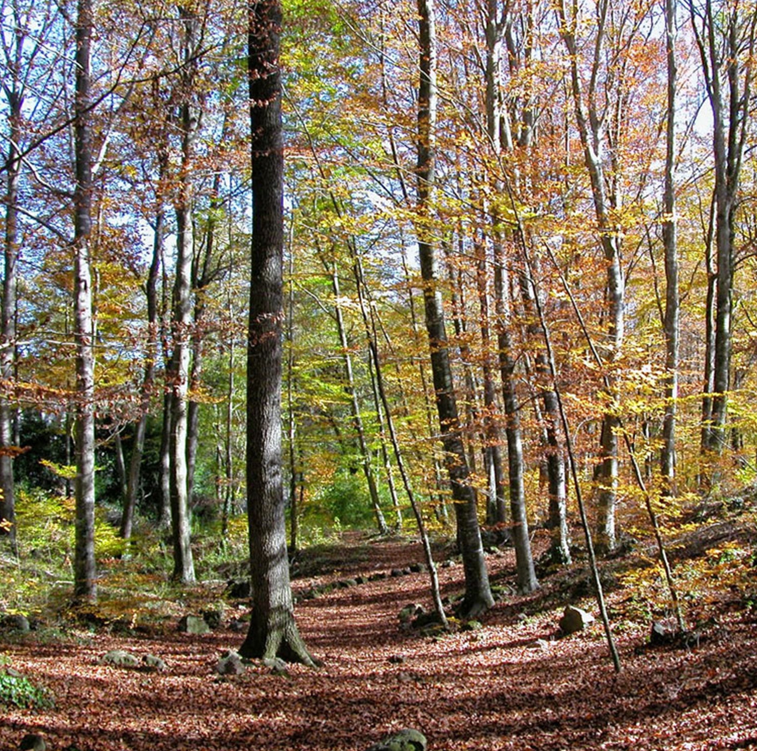 La fageda d'en Jordà